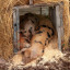 pigs.jpg