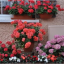 flowering-edgware-6.png