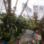 15-4-apr-ivy-trees-changing-9998.jpg