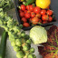 ford-lane-garden-food-crop-tomatoes-sprouts-harvest-autumn.jpg