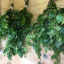 vihta.jpg