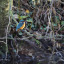 rs-489-kingfisher-at-wildneress-island-credit-david-fielding-1.jpg