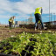 221104-epiks-lesjoforsab-wildflower-planting-2-jk.jpg