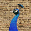 peacock-3.jpg