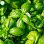 basil-2.jpg