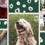 optimized-care-dogs-image-2.jpg
