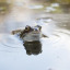 rs-2769-marsden-road-frogs-16-3-18-hi-res-2-1-daniel-greenwood.jpg