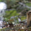 hanwell-hedgehog-james-morton-header.png