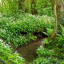 wild-garlic.jpg