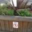 flowering-edgware-1.png