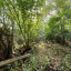 our-woodland-area.jpg