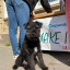 crc-stall-foto-dog.jpg