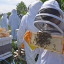 190517-cardinal-newman-beekeeping-7.jpg