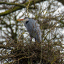 adult-standing-in-new-nest.jpg