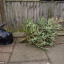 rubish-christmas-tree.jpg