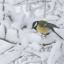 great-tit-in-snow-mike-ashton.jpg