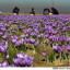 flower-valley.jpeg