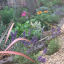 garden-my-london-2.png