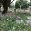 north-east-flowers-16-6-18.jpg