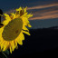 sunflowerin-the-dark.jpg