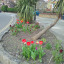 west-bed-12-th-april-2018-tulips.jpg