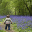 bluebells.jpg