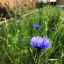 cornflowers.jpg