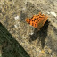comma-18-6-18.jpg