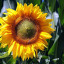 sunflower-3540266-1280.jpg