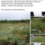 facebook-wild-flowers.jpg