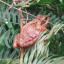 fordhall-frog.jpg
