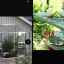 greenhouse.jpg