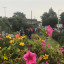 orchard-and-flowers.jpeg