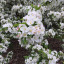 princes-gardens-cherry-tree-3.jpg