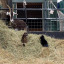 cats-and-goat.jpg