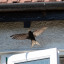swift-malcolm-bowey.jpg