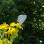 holly-blue-butterfly.jpg