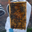 180517-st-hildas-ellie-finlay-bee-check-spring-2-c.jpg