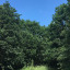 can-t-see-the-wood-for-the-trees.jpg