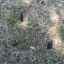 dog-fouling-1-low-res.jpg