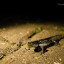 rs-164-newt-2016-copyright-daniel-greenwood-lwt-27.jpg