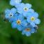 forget-me-not-common.jpeg