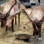 reindeer-photo-2021.jpg
