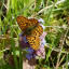 2014-05-04-haugh-wood-182.jpg