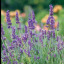 lavender-2.jpg