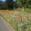 wild-flowers.jpg