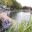 the-green-in-summer.jpg