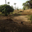kinkeling-2.jpg