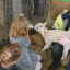 zenan-lambing.jpg