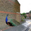 peacock-2.jpg